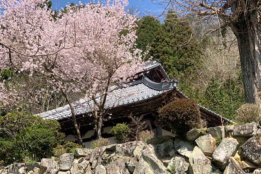 桜の時期の京都府福知山の葛尾山福性寺本堂