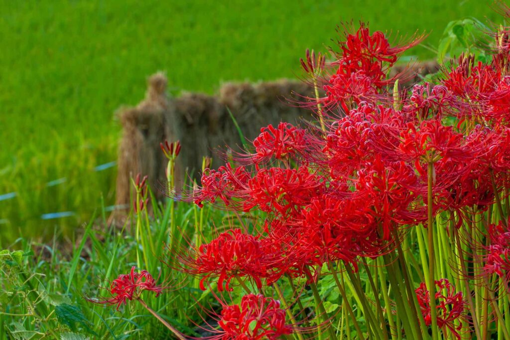 田んぼのあぜ道に咲く彼岸花