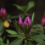 ツツジの花