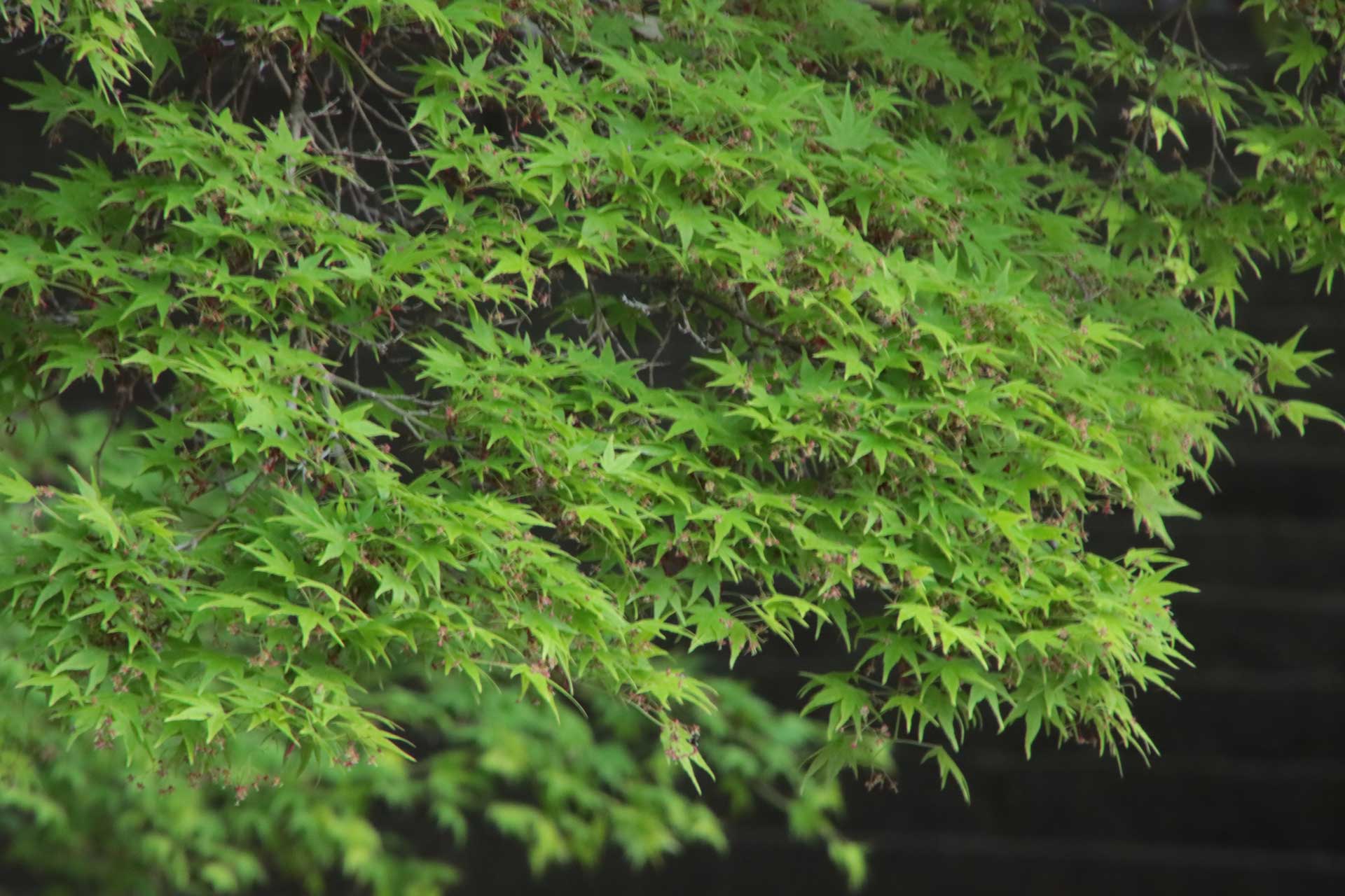 新緑の紅葉
