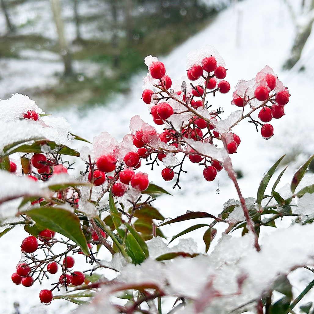 福性寺境内の南天に雪が積もっています