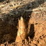 福性寺のタケノコ