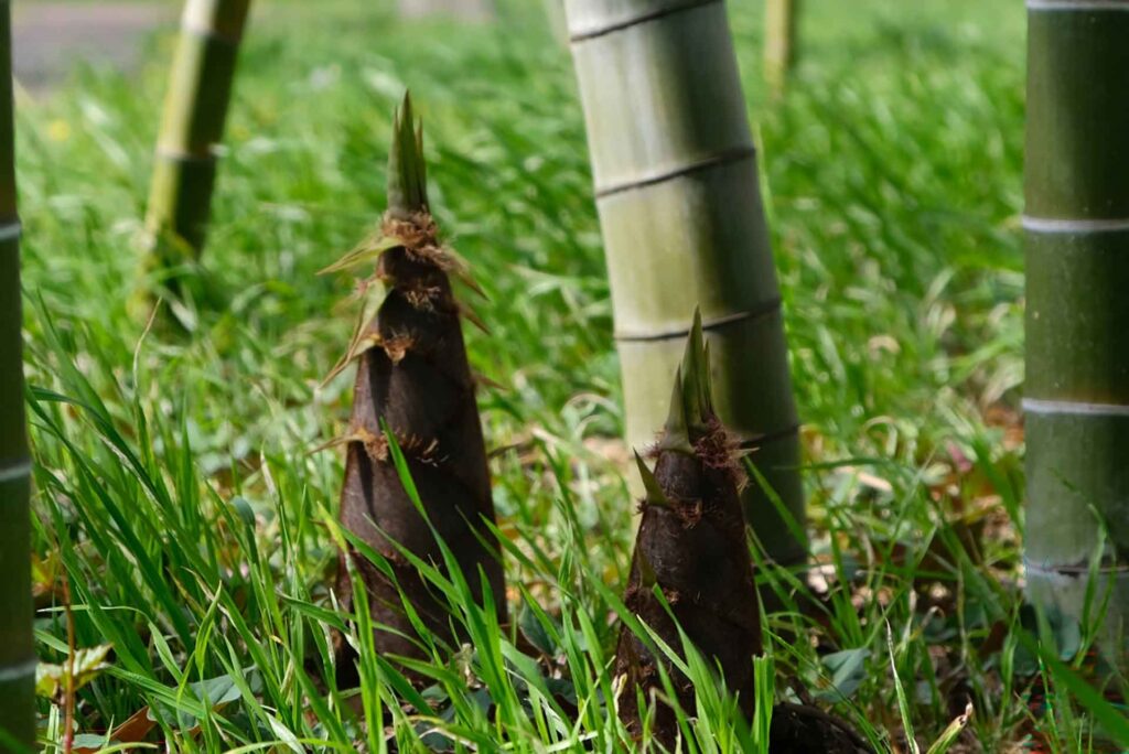 土から出てきたタケノコ