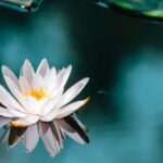 水面に浮かぶ睡蓮