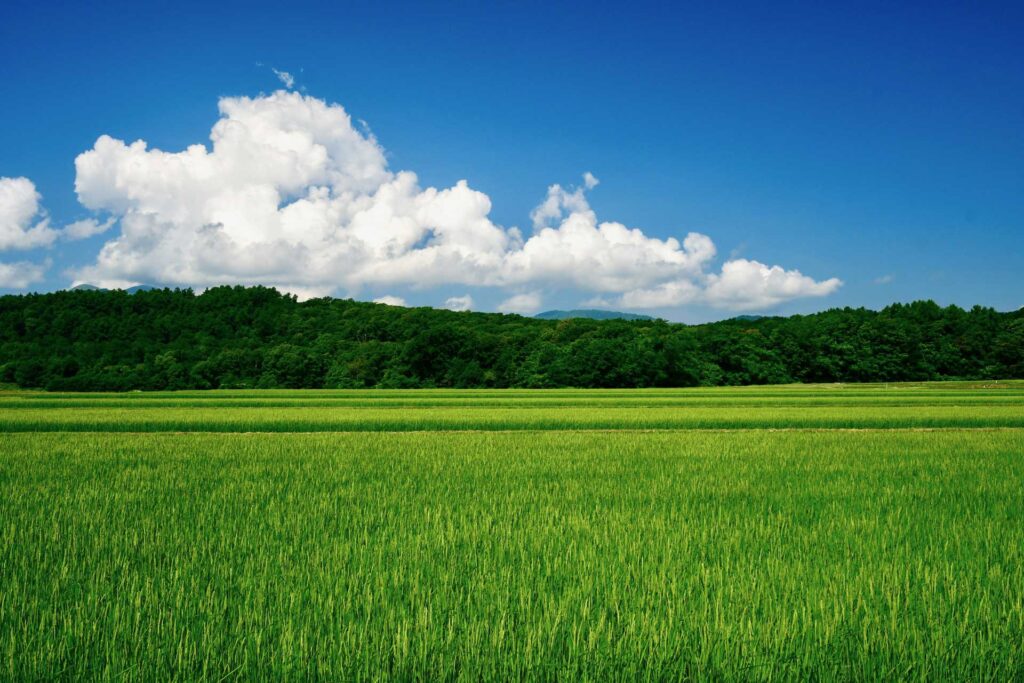 水田と夏空