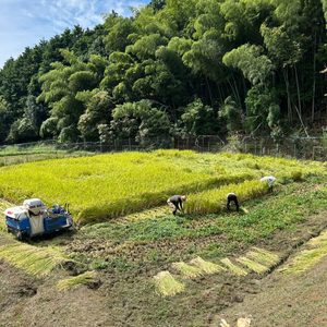 福性寺の稲刈り風景