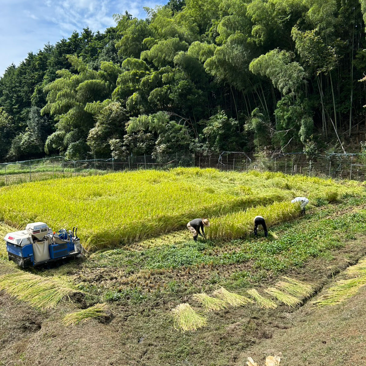 福性寺の稲刈り風景