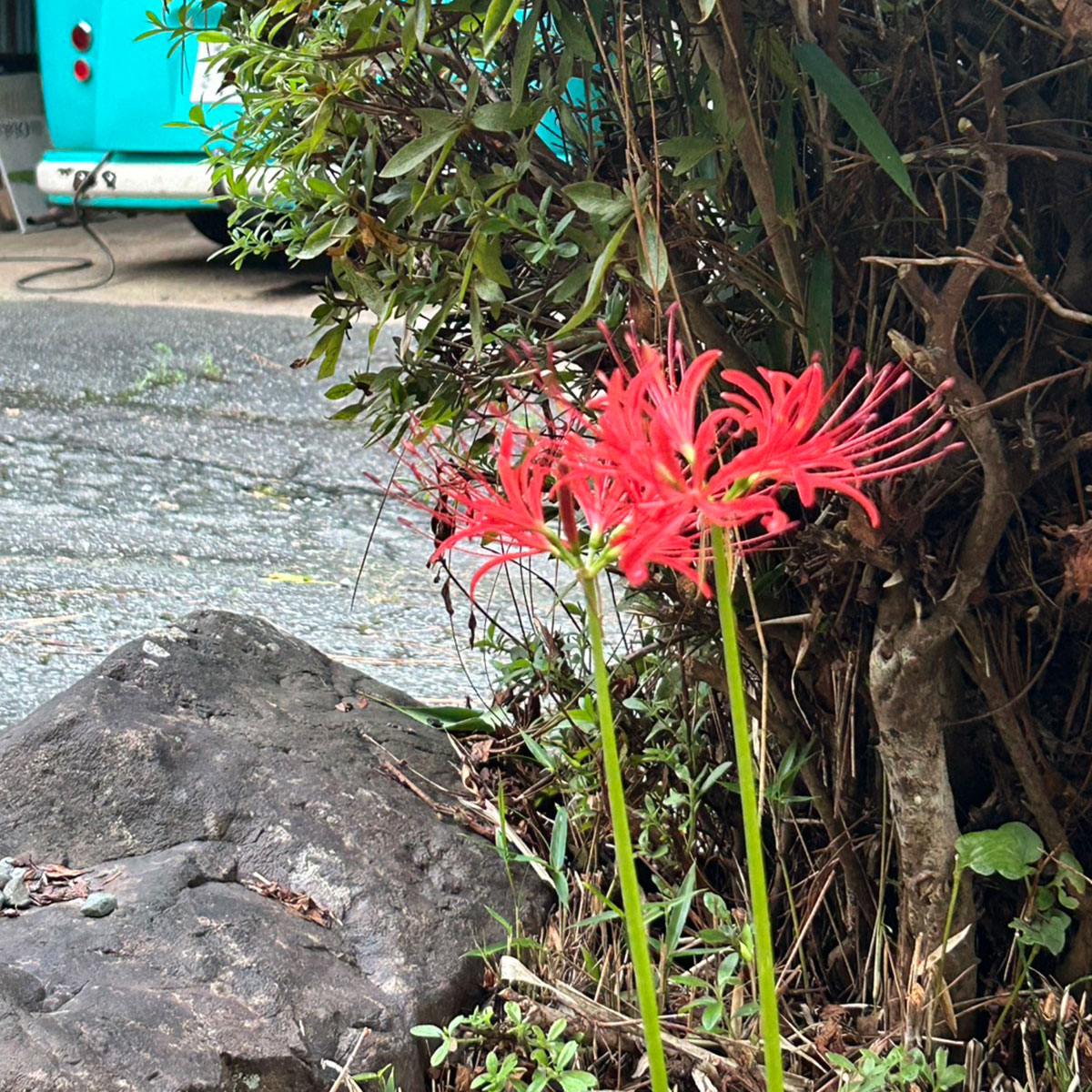 福性寺の彼岸花