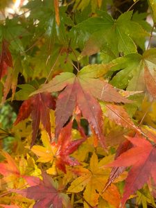 福性寺の紅葉
